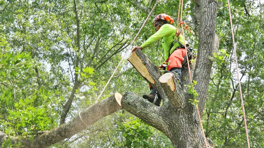 Tree Removal & Trimming